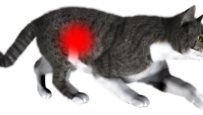 Симптоми чумки у кішок: як впоратися з котячої чумку і розпізнати це захворювання