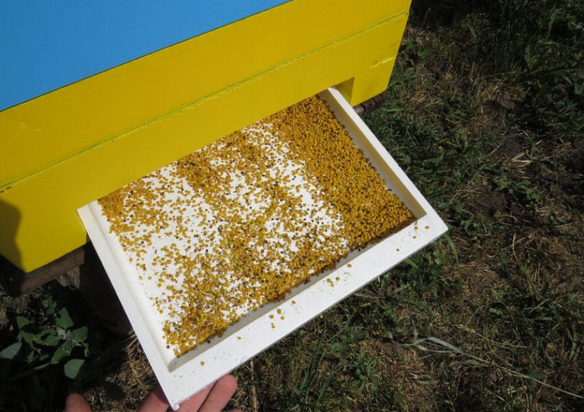 Collect pollen in the apiary: when and how to do it right