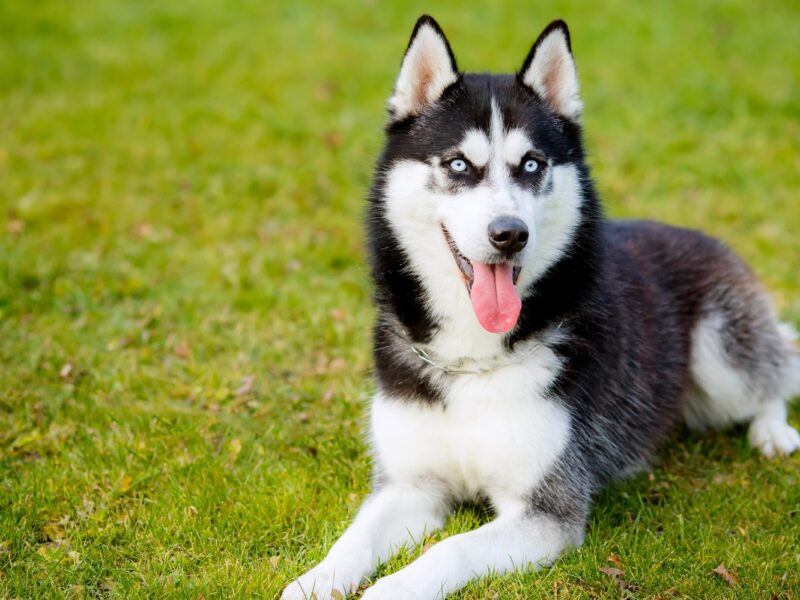 The perfect diet for a husky: what you can feed the dog, and why not?