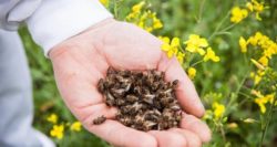 Бджолиний підмор — умови зберігання, правила, рецепти зілля