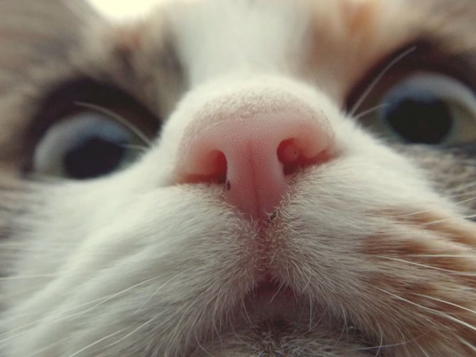Чому у кота сухий ніс і нормально це?