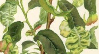 Хвороби персика, шкідники: жовтіють, червоніють, скручуються листя