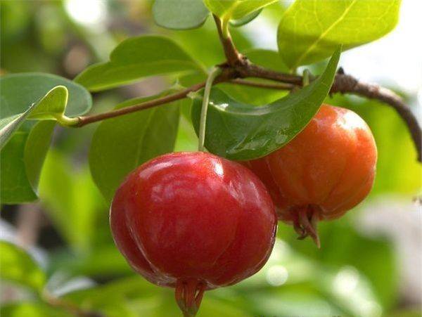 Surinamese cherry: where and how to grow at home