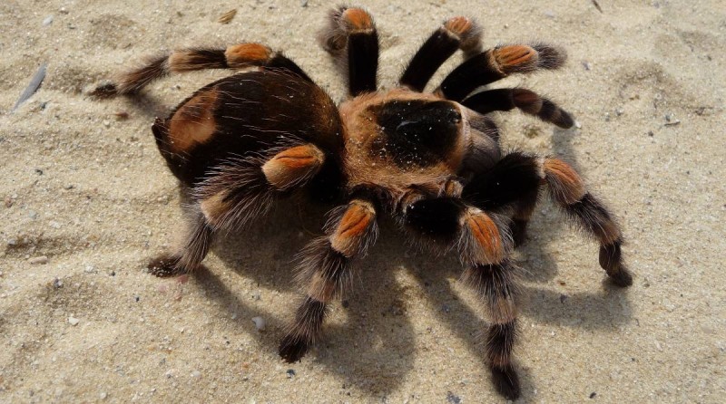 Види домашніх павуків, їх повний опис і вимоги до змісту