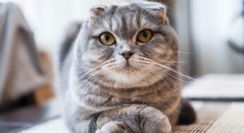 Diseases of Scottish Fold cats