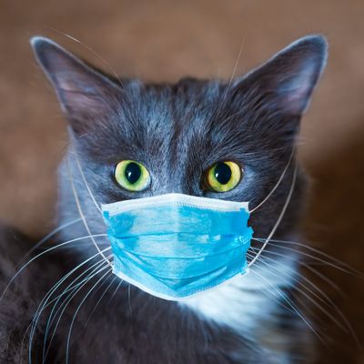 Коронавірус у кішок: симптоми і лікування