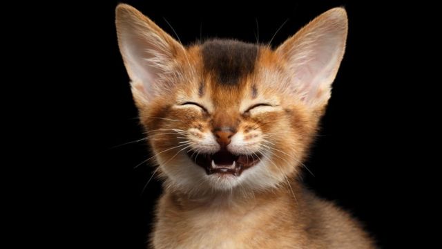 Скільки зубів у кішки?