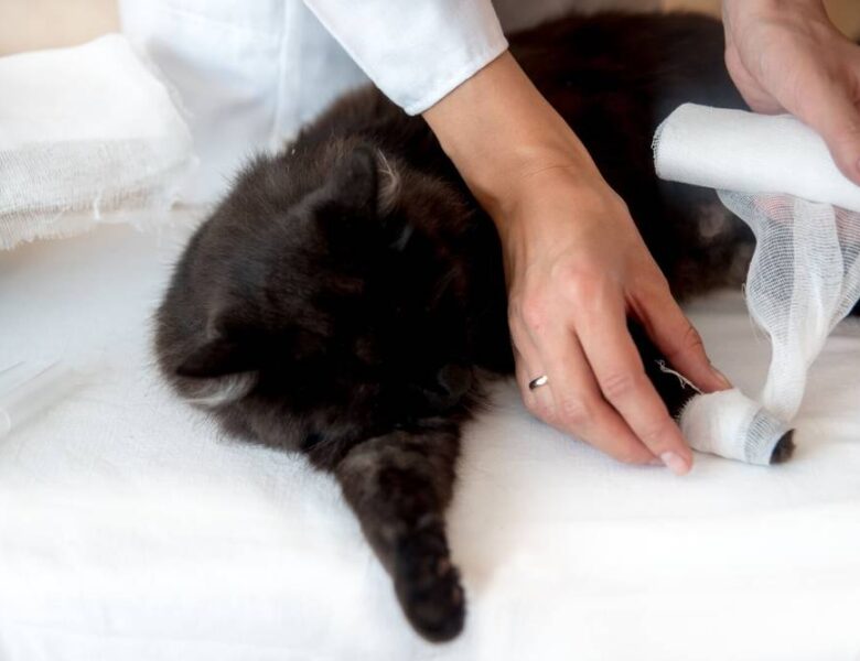 Abscess in a cat and its treatment