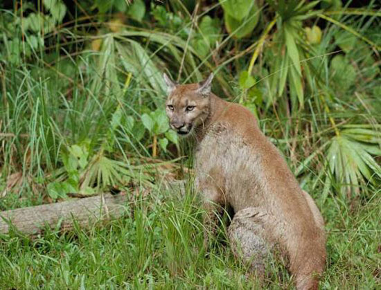 Флоридська пума: опис виду, боротьба за виживання і допомогу людини кішкам