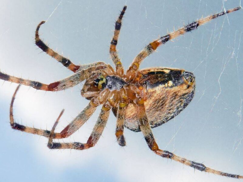 Цікаві факти про павука-хрестовика, його будову, зовнішній вигляд і рівень отруйності укусу