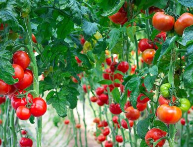 Посадка томатів за місячним календарем на 2022 рік