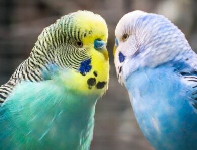 Хвилясті папуги: опис і спосіб життя, як визначати стать птиці та поради досвідчених птахівників