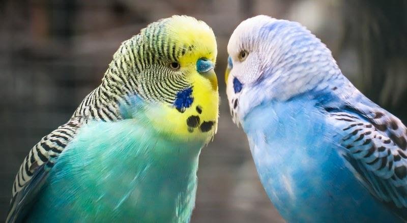 Хвилясті папуги — музичні птиці: від уміння слухати до красивого чириканью і співу