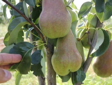 Pear Bryansk beauty: description and characteristics of the variety