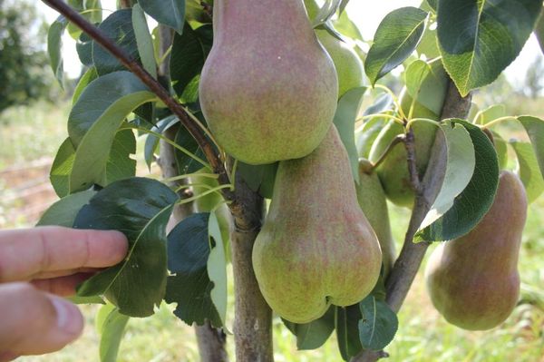 Pear Bryansk beauty: description and characteristics of the variety